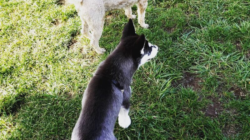 Amazon Small Dog Park - Eugene, OR