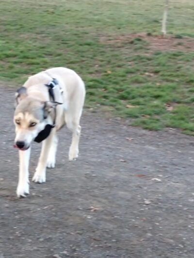 Amazon Small Dog Park - Eugene, OR