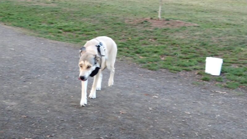 Amazon Small Dog Park - Eugene, OR