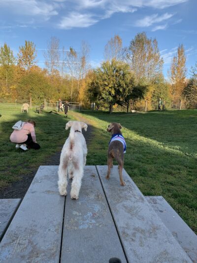 Amazon Small Dog Park - Eugene, OR