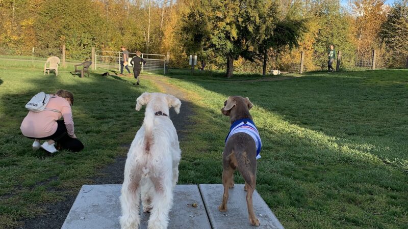 Amazon Small Dog Park - Eugene, OR