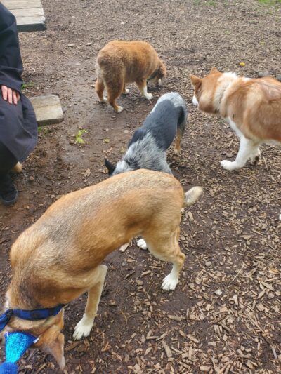 Armitage Dog Park - Eugene, OR