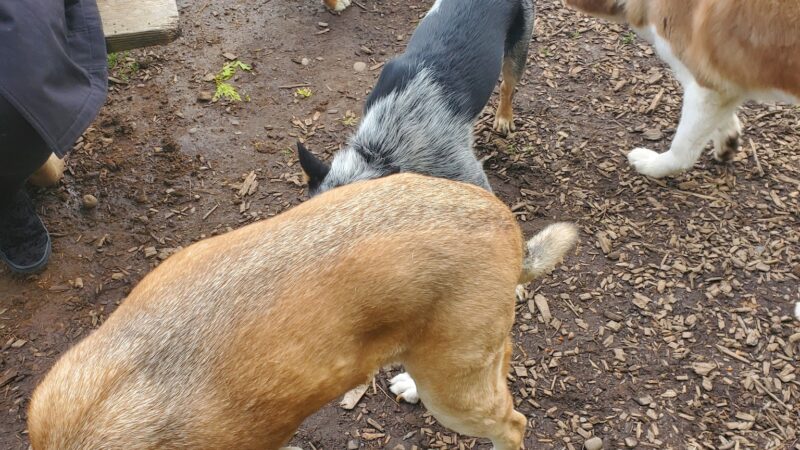 Armitage Dog Park - Eugene, OR