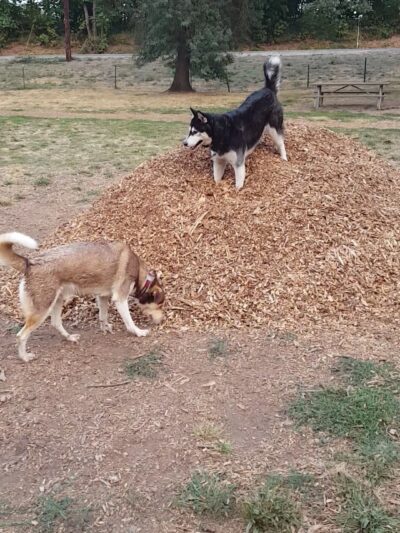 Armitage Dog Park - Eugene, OR