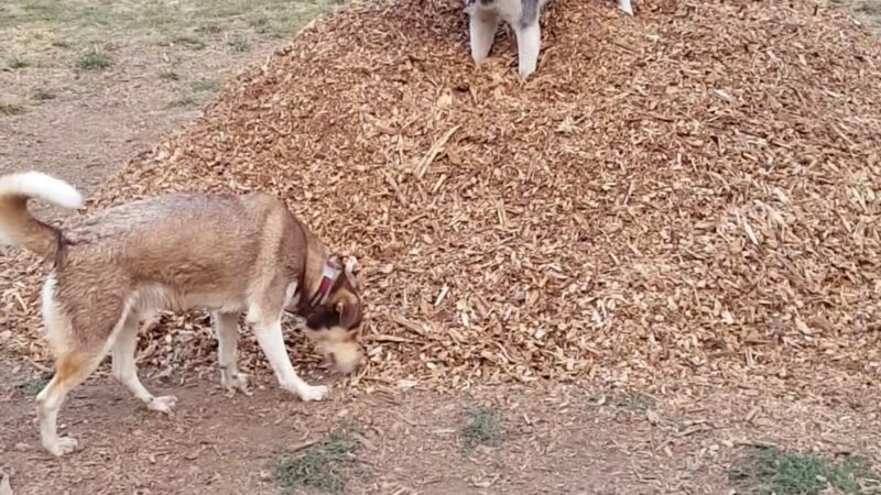 Armitage Dog Park - Eugene, OR