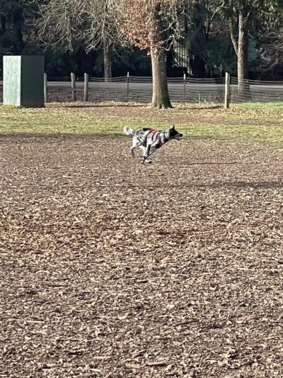 Armitage Dog Park - Eugene, OR