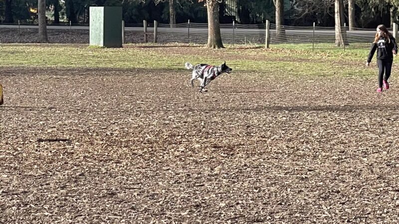 Armitage Dog Park - Eugene, OR