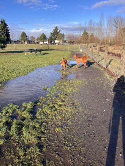 Candlelight Park - Eugene, OR