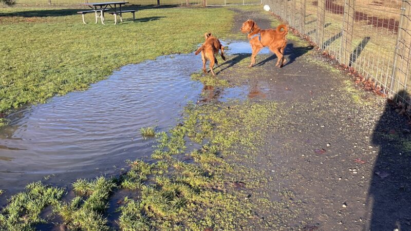 Candlelight Park - Eugene, OR