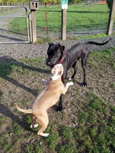 Candlelight Park - Eugene, OR