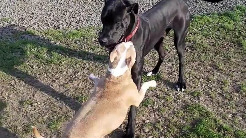 Candlelight Park - Eugene, OR