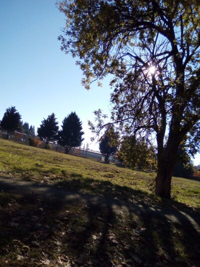 Lone Oak Park - Eugene, OR