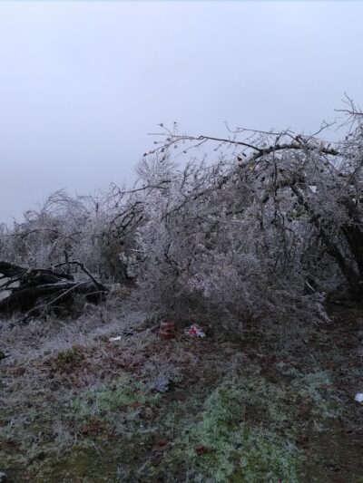 Lone Oak Park - Eugene, OR