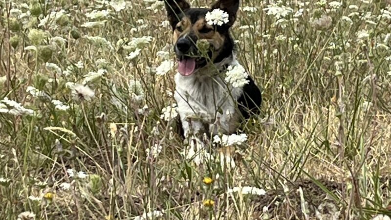 Lone Oak Park - Eugene, OR