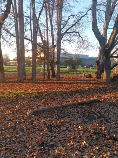 Off leash dog area Jefferson City park - Eugene, OR