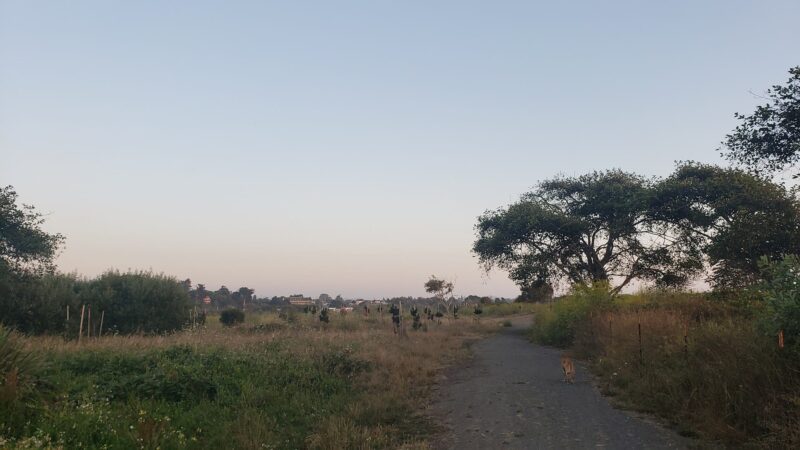 Del Norte Street Dog Park - Eureka, CA