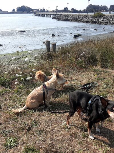 Del Norte Street Dog Park - Eureka, CA