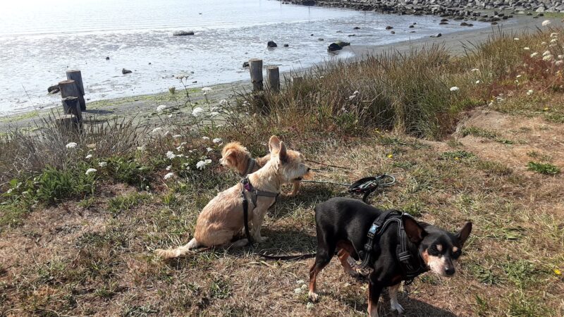 Del Norte Street Dog Park - Eureka, CA