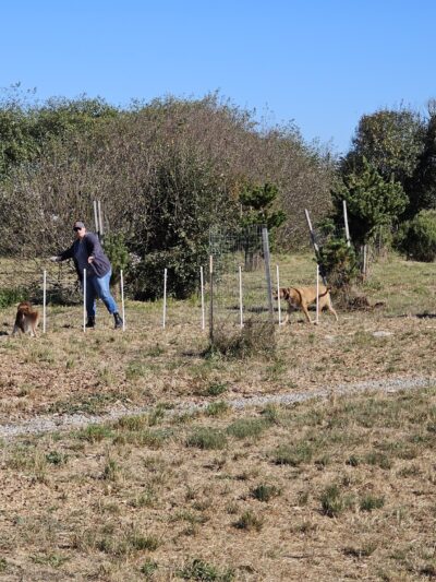 Del Norte Street Dog Park - Eureka, CA
