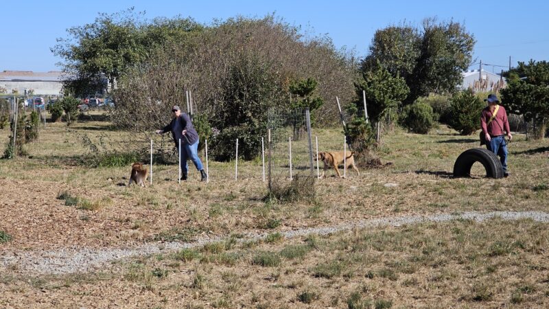 Del Norte Street Dog Park - Eureka, CA