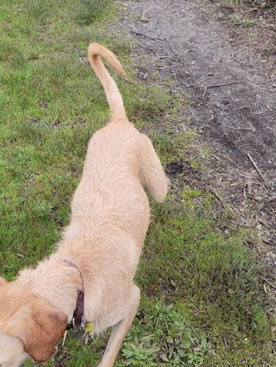 Del Norte Street Dog Park - Eureka, CA