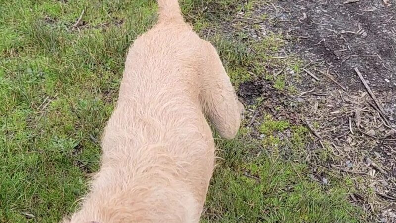 Del Norte Street Dog Park - Eureka, CA