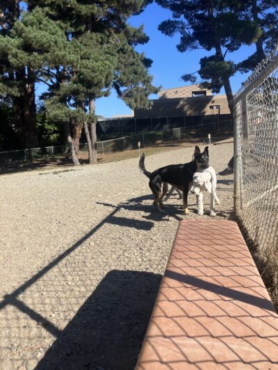 Eureka Dog Park - Eureka, CA