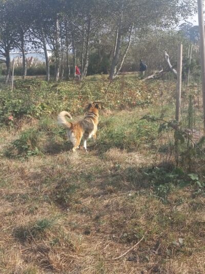 Eureka Dog Park - Eureka, CA