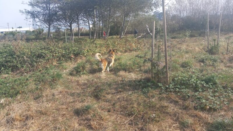 Eureka Dog Park - Eureka, CA