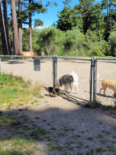 Eureka Dog Park - Eureka, CA
