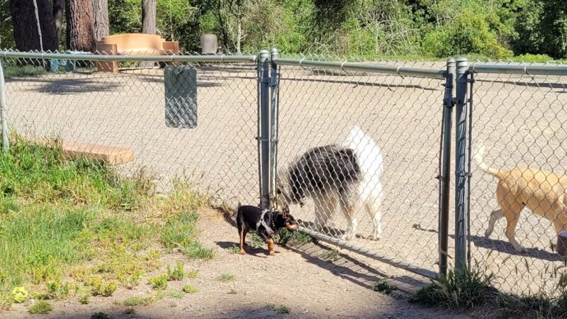 Eureka Dog Park - Eureka, CA