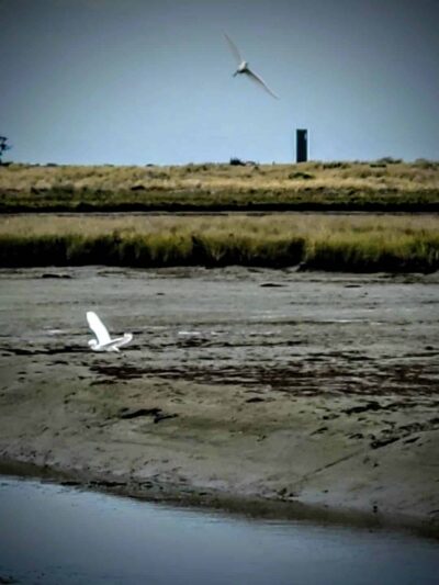Fay Slough Wildlife Area - Eureka, CA