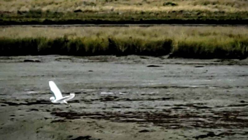 Fay Slough Wildlife Area - Eureka, CA