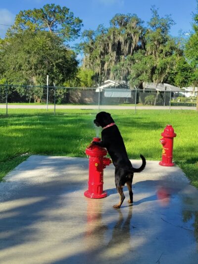 Carla Gnann-Thompson Memorial Dog Park - Eustis, FL