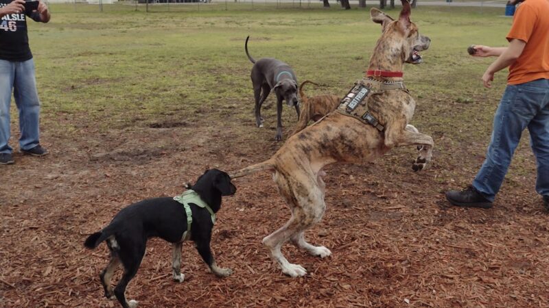Carla Gnann-Thompson Memorial Dog Park - Eustis, FL