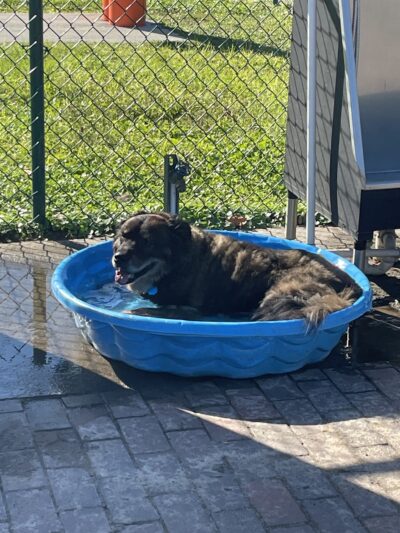 Carla Gnann-Thompson Memorial Dog Park - Eustis, FL