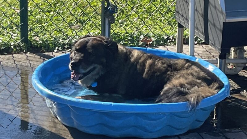 Carla Gnann-Thompson Memorial Dog Park - Eustis, FL