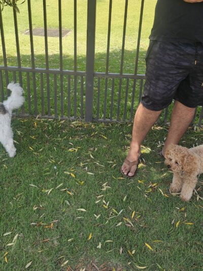 Bark and Ride - Ewa Beach, HI