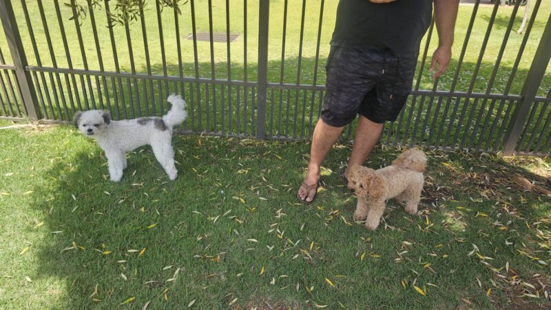 Bark and Ride - Ewa Beach, HI