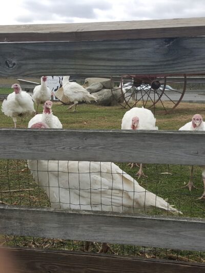 Exeter Town Recreation Department - Exeter, NH