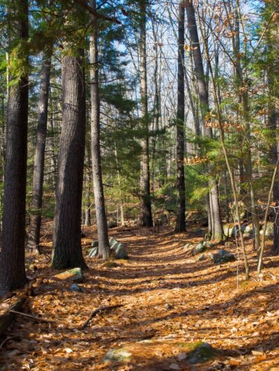 Henderson-Swasey Town Forest - Exeter, NH