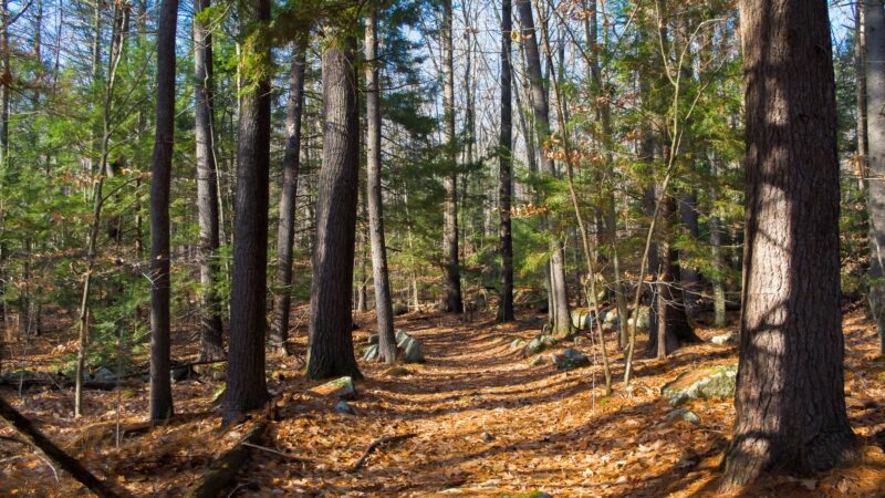 Henderson-Swasey Town Forest - Exeter, NH