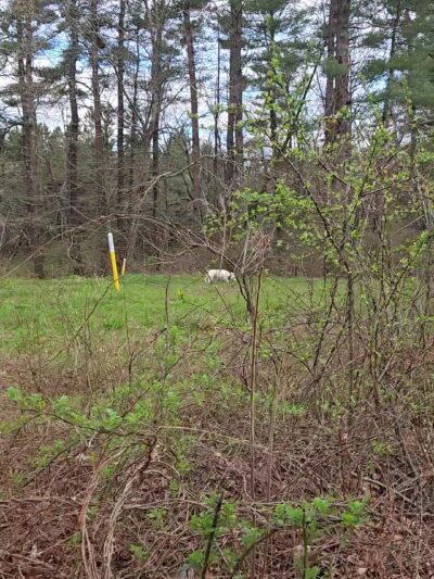 Henderson-Swasey Town Forest - Exeter, NH