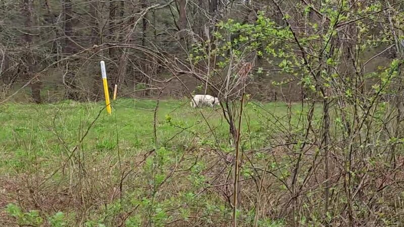 Henderson-Swasey Town Forest - Exeter, NH