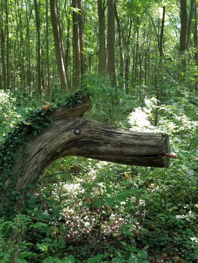 Fair Haven Fields Natural Area - Fair Haven, NJ