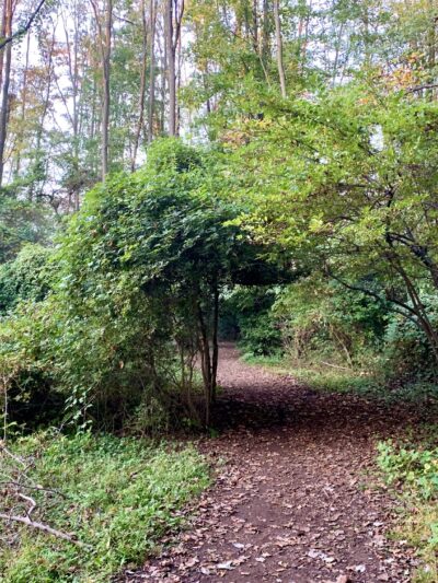 Fair Haven Fields Natural Area - Fair Haven, NJ