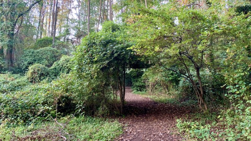 Fair Haven Fields Natural Area - Fair Haven, NJ