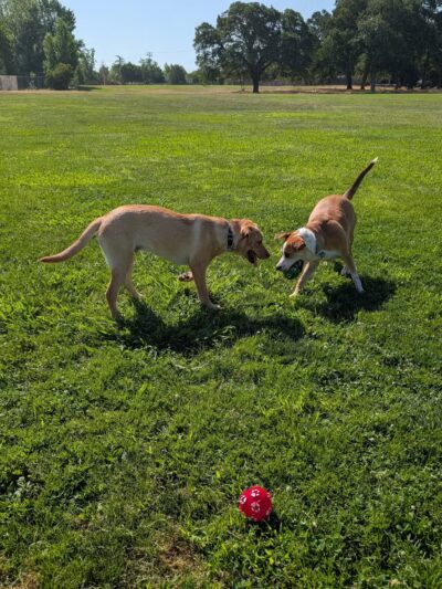 Phoenix Large Dog Park - Fair Oaks, CA
