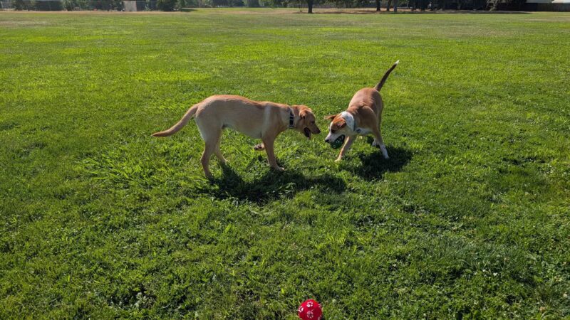 Phoenix Large Dog Park - Fair Oaks, CA
