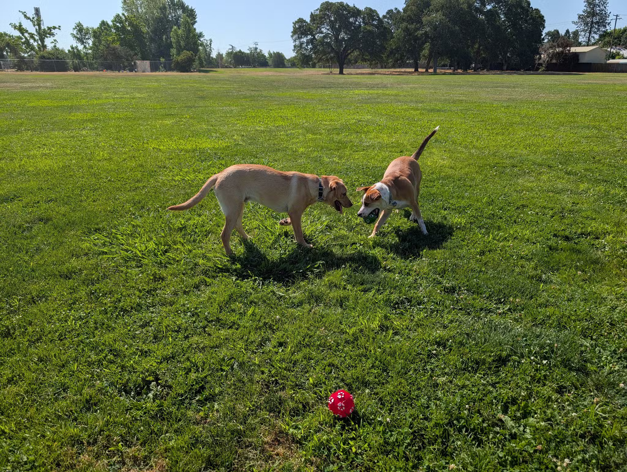 Phoenix Large Dog Park - Fair Oaks, CA